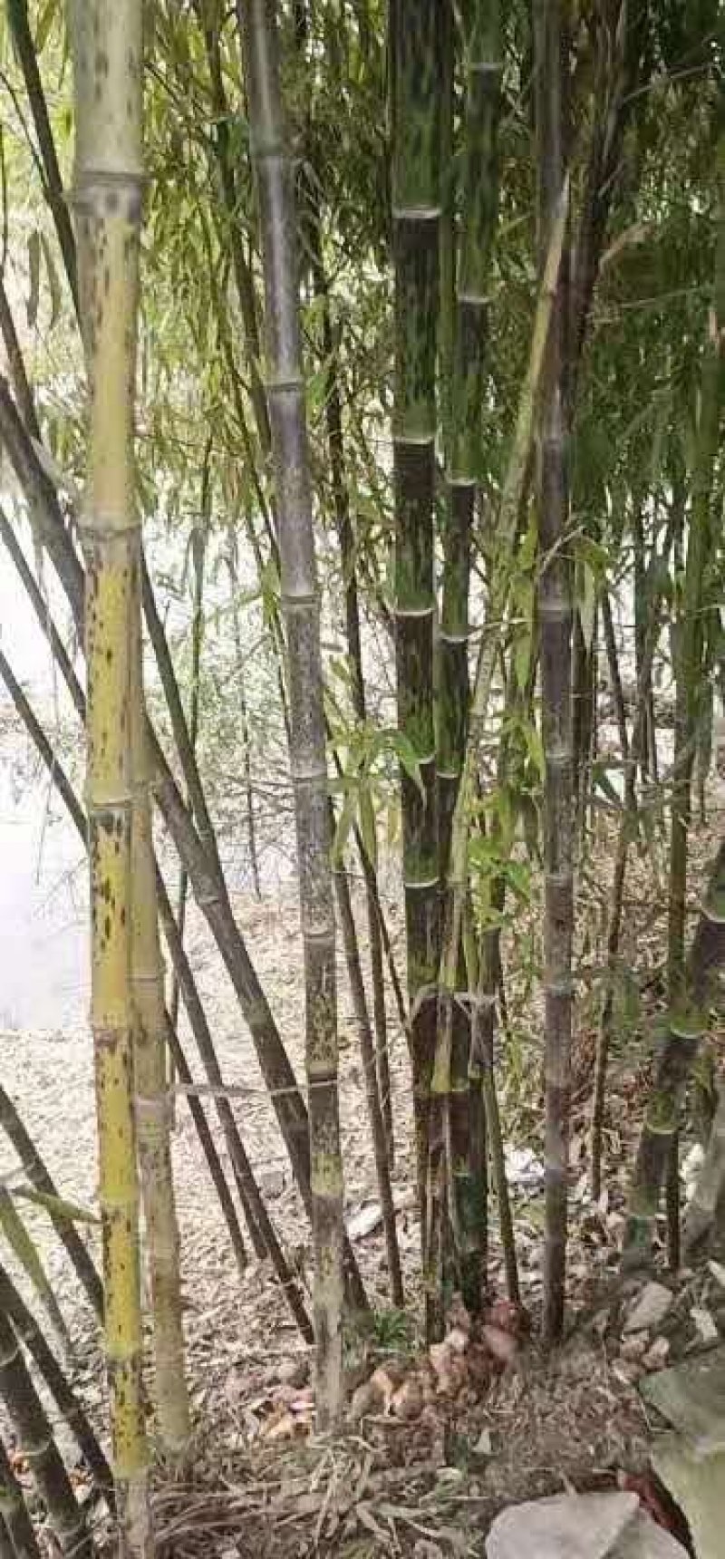 常年出售各种各样大小尺寸竹子竹苗