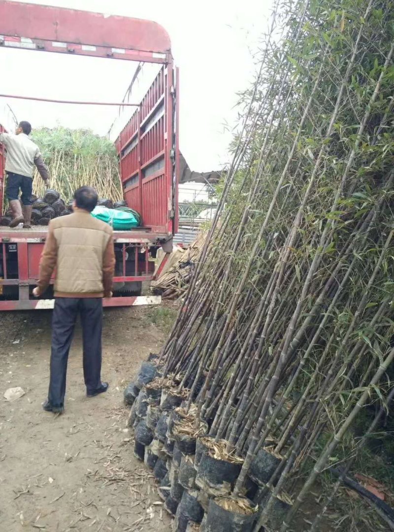 常年出售各种各样大小尺寸竹子竹苗
