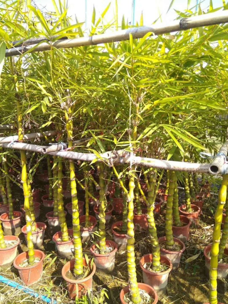 常年出售各种各样大小尺寸竹子竹苗