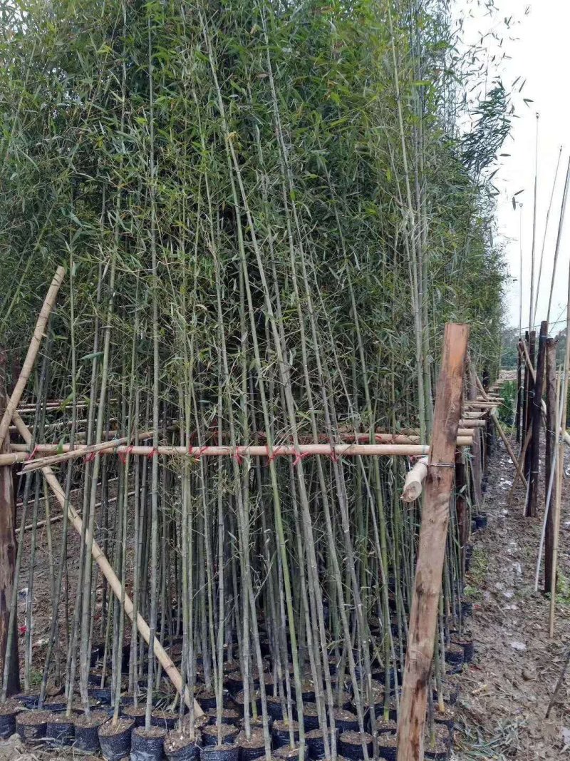 常年出售各种各样大小尺寸竹子竹苗