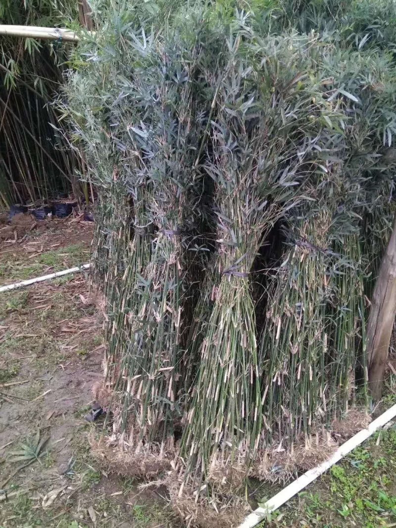 常年出售各种各样大小尺寸竹子竹苗