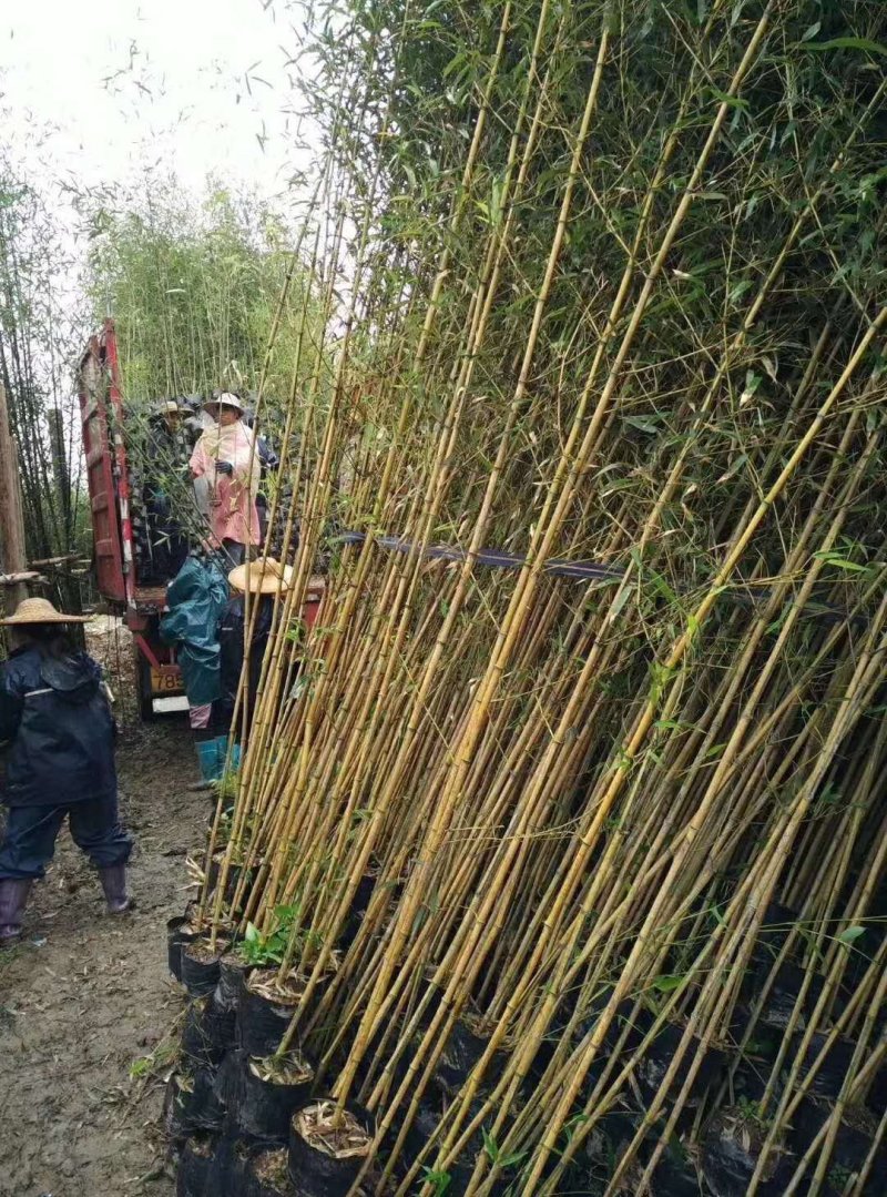 常年出售各种各样大小尺寸竹子竹苗