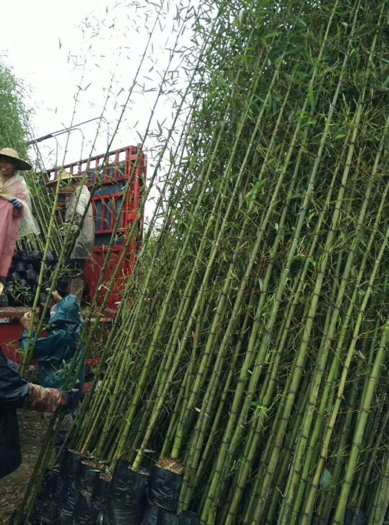 常年出售各种各样大小尺寸竹子竹苗
