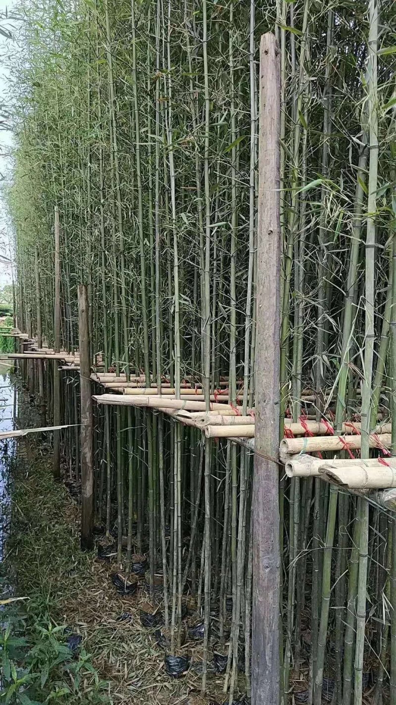 常年出售各种各样大小尺寸竹子竹苗