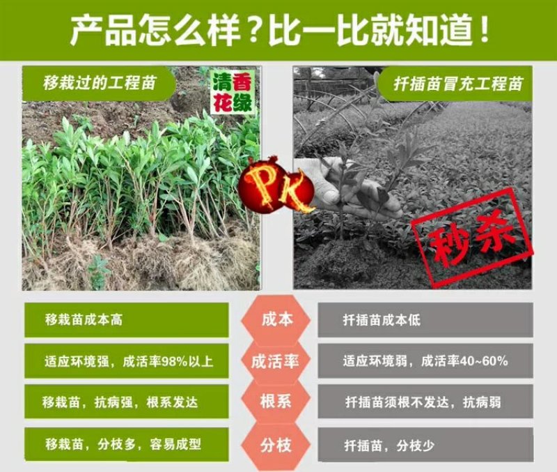 花卉苗木栀子花工程苗批发中叶小叶栀子雀舌栀球大叶栀子树苗