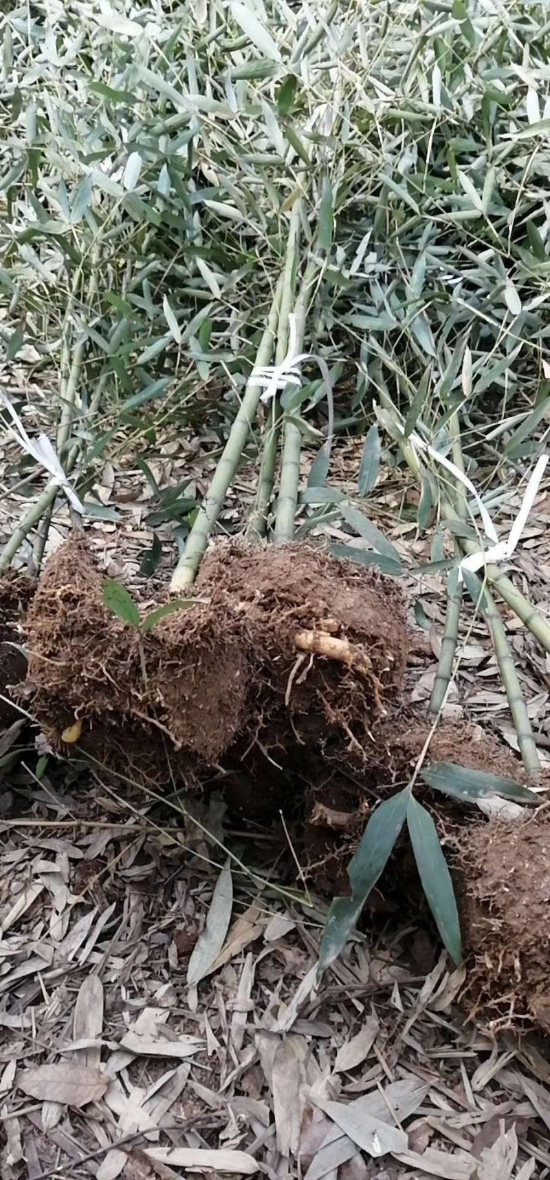 竹子品种齐全需要的联系先到先得
