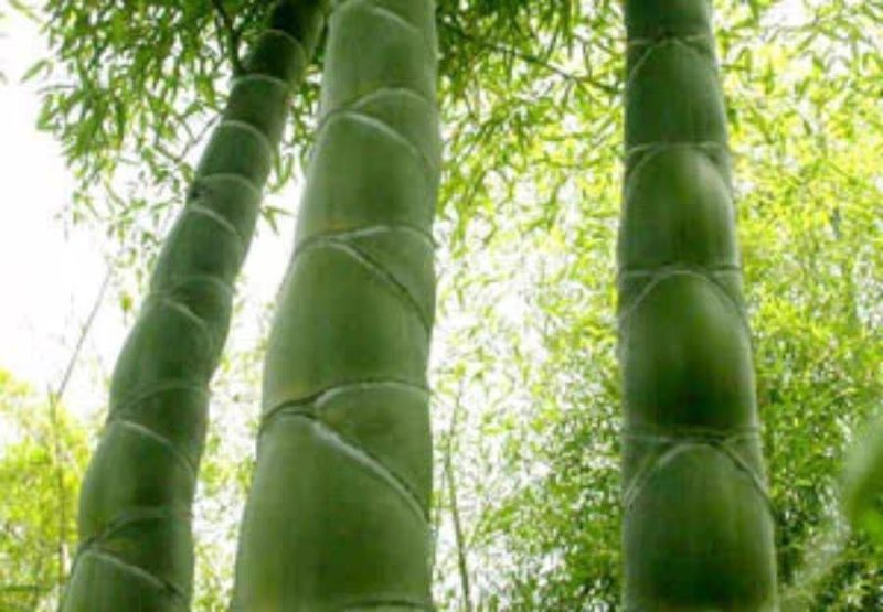 龟甲竹，用途自己家载观赏，稀有竹子