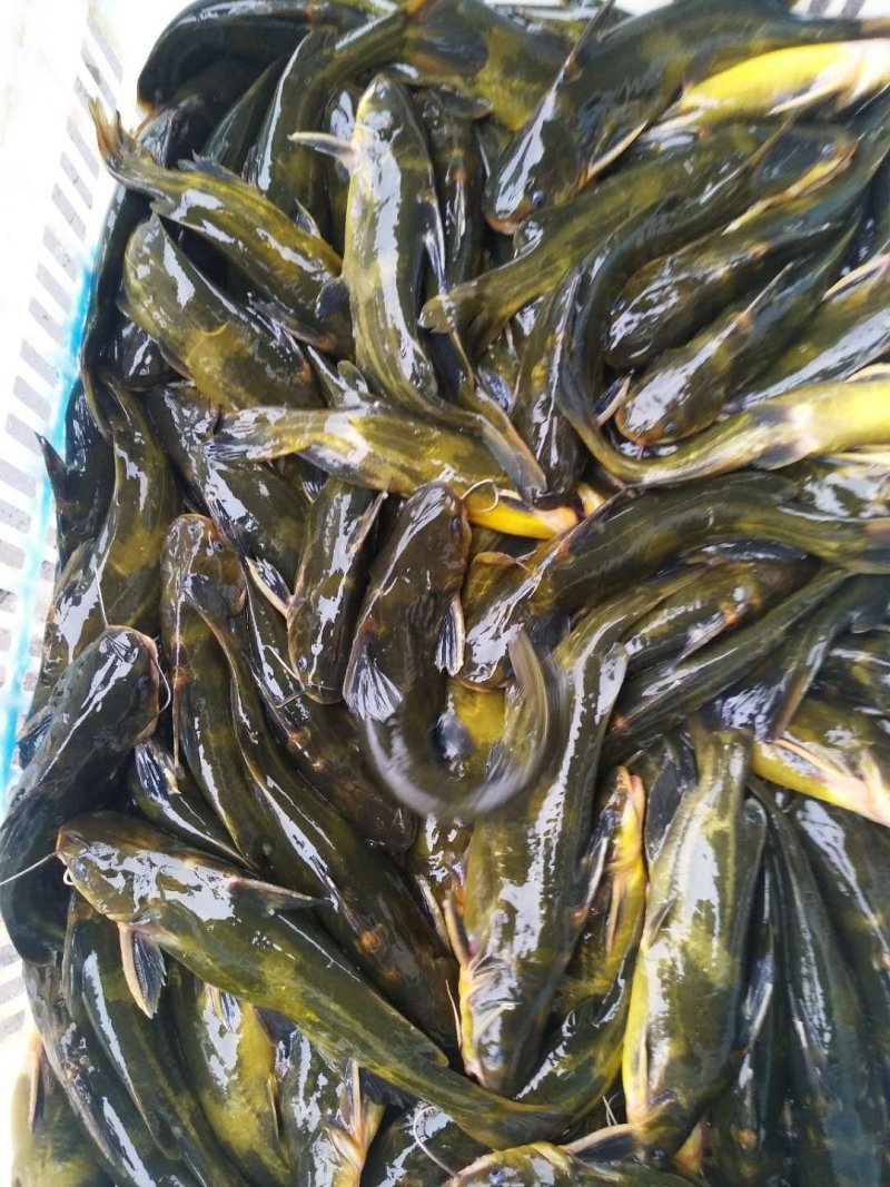 昂刺鱼黄辣丁嘎牙子黄骨鱼黄颡鱼，常年供应一手货源