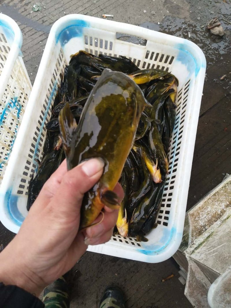 昂刺鱼黄辣丁嘎牙子黄骨鱼黄颡鱼，常年供应一手货源