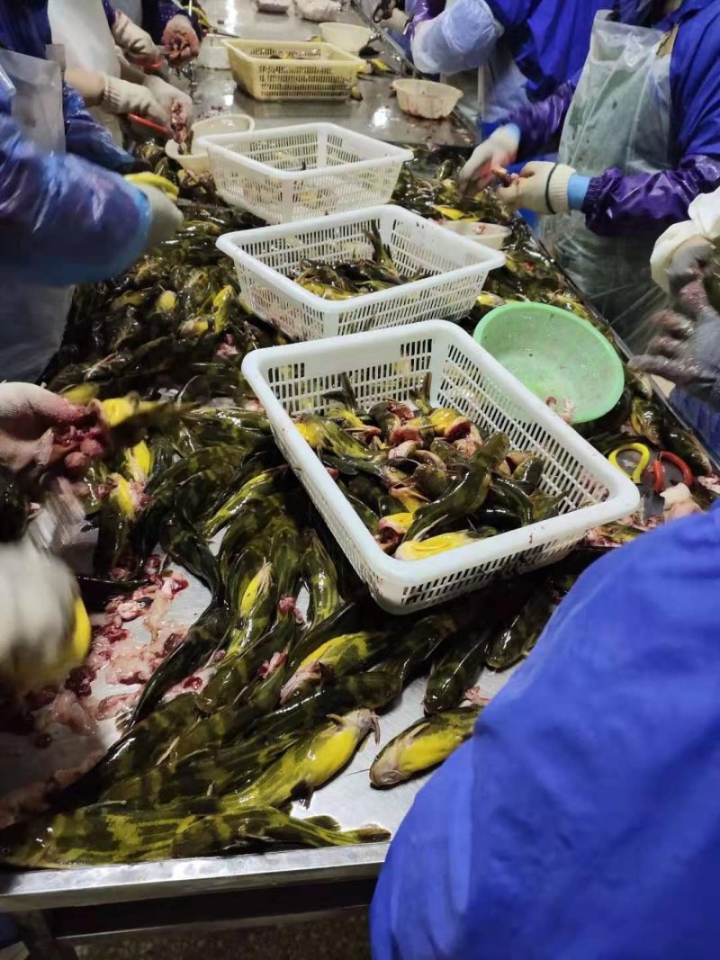 昂刺鱼黄辣丁嘎牙子黄骨鱼黄颡鱼，常年供应一手货源