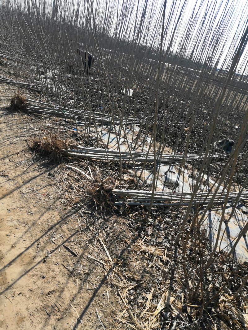 107杨树苗1.96元1颗，有要的联系