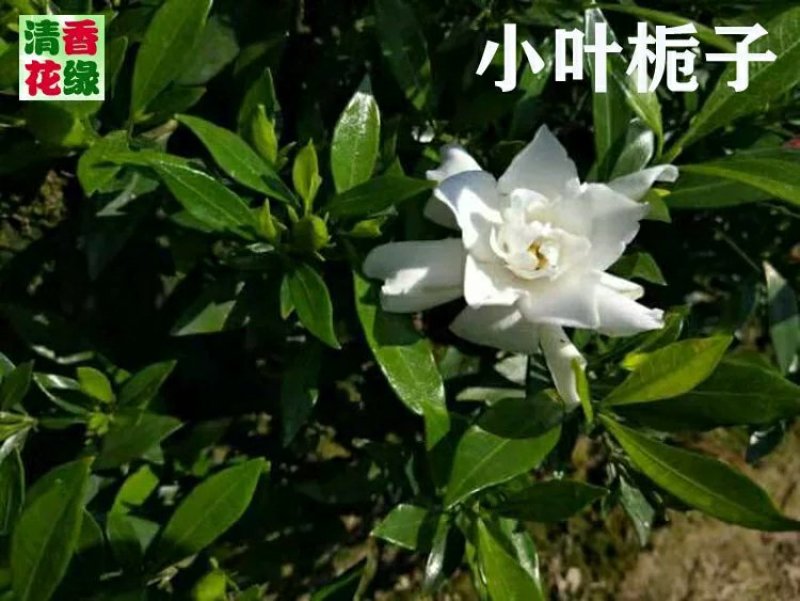 花卉苗木栀子花工程苗批发中叶小叶栀子雀舌栀球大叶栀子树苗