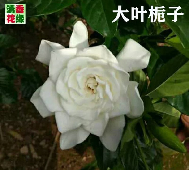 花卉苗木栀子花工程苗批发中叶小叶栀子雀舌栀球大叶栀子树苗