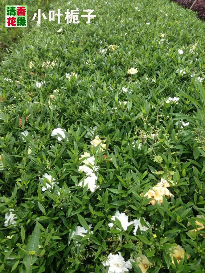 花卉苗木栀子花工程苗批发中叶小叶栀子雀舌栀球大叶栀子树苗