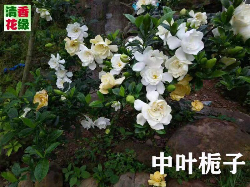 花卉苗木栀子花工程苗批发中叶小叶栀子雀舌栀球大叶栀子树苗