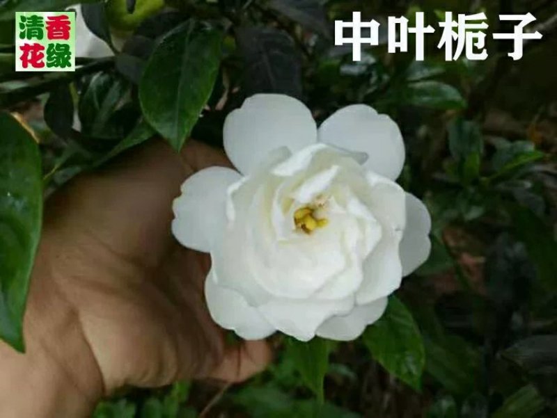 花卉苗木栀子花工程苗批发中叶小叶栀子雀舌栀球大叶栀子树苗