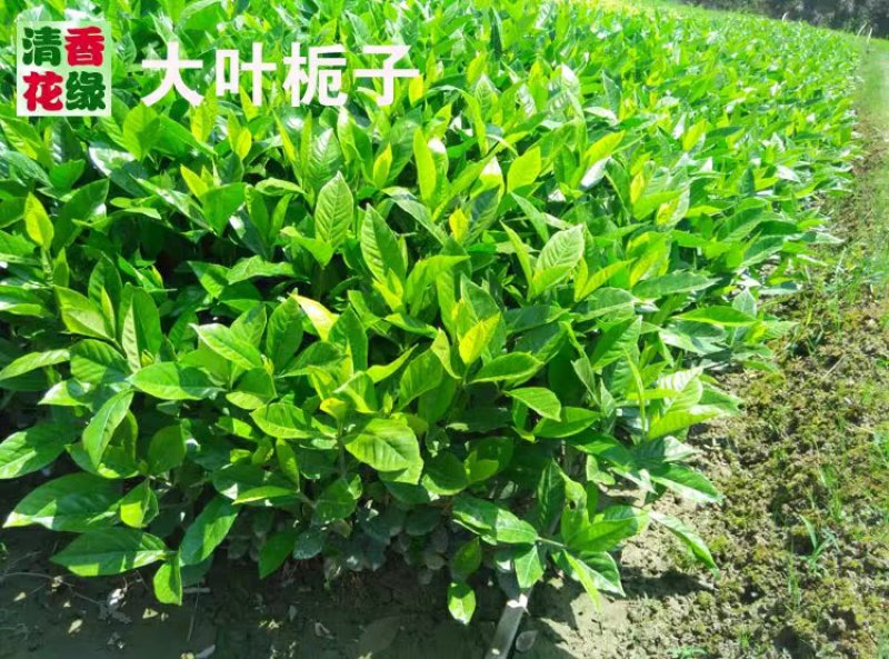 花卉苗木栀子花工程苗批发中叶小叶栀子雀舌栀球大叶栀子树苗