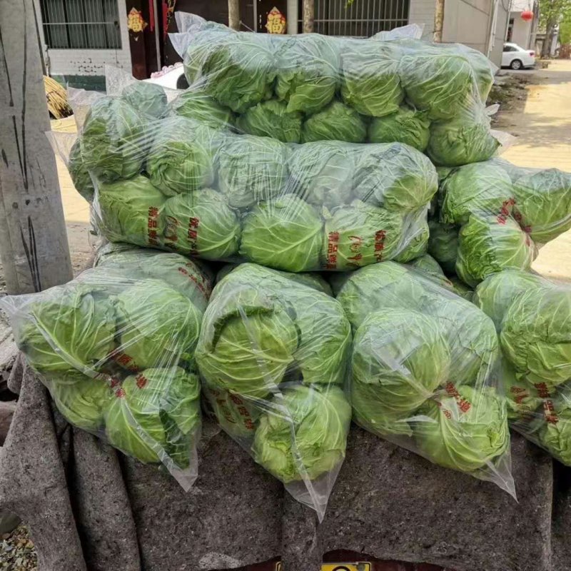 圆包菜精品质量保证一手货源产地直销一次合作，终身朋友