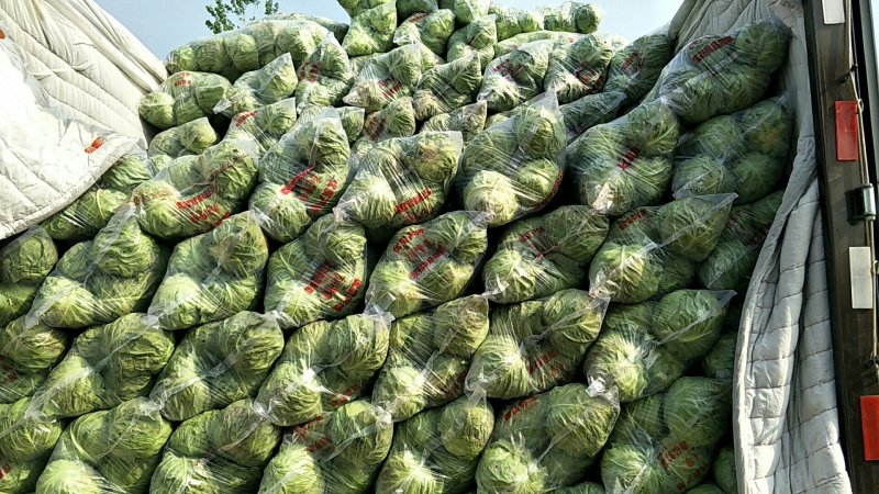 圆包菜精品质量保证一手货源产地直销一次合作，终身朋友