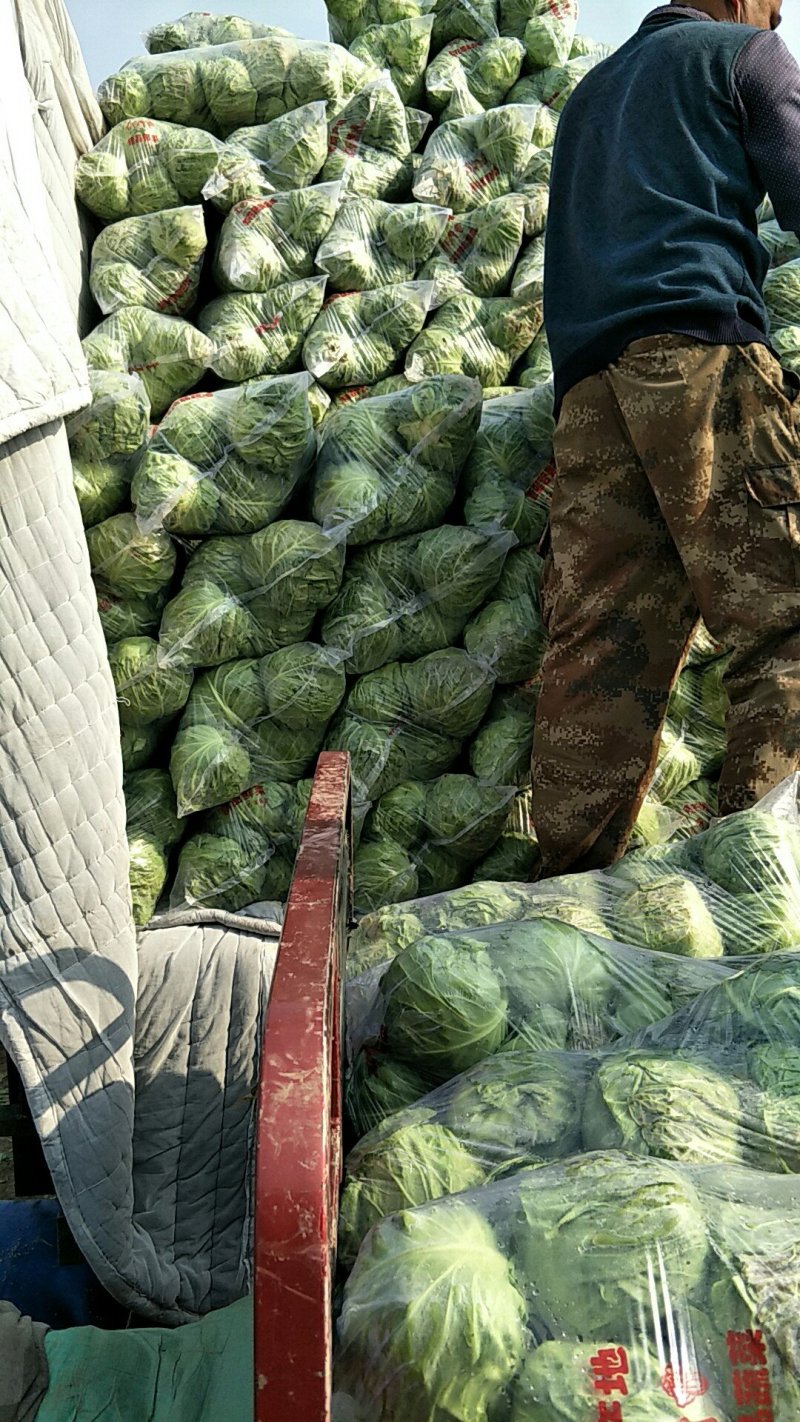 圆包菜精品质量保证一手货源产地直销一次合作，终身朋友