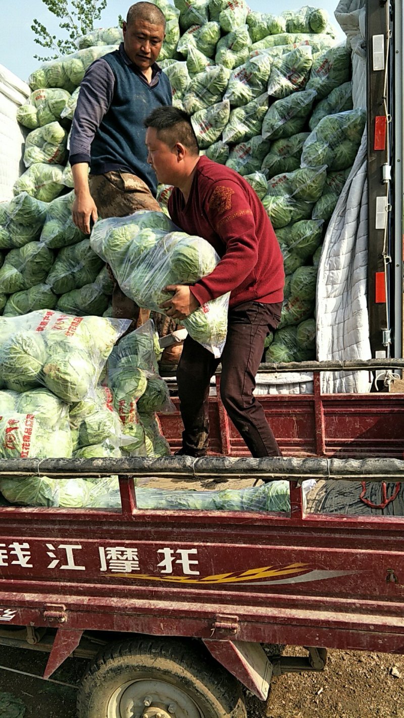 圆包菜精品质量保证一手货源产地直销一次合作，终身朋友