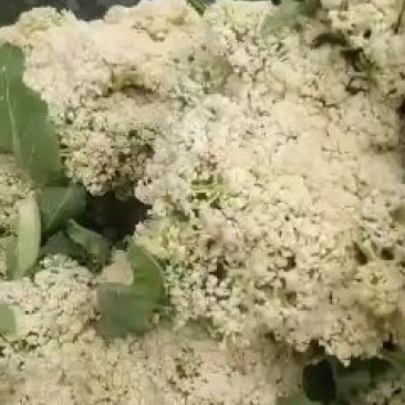基地直供花菜