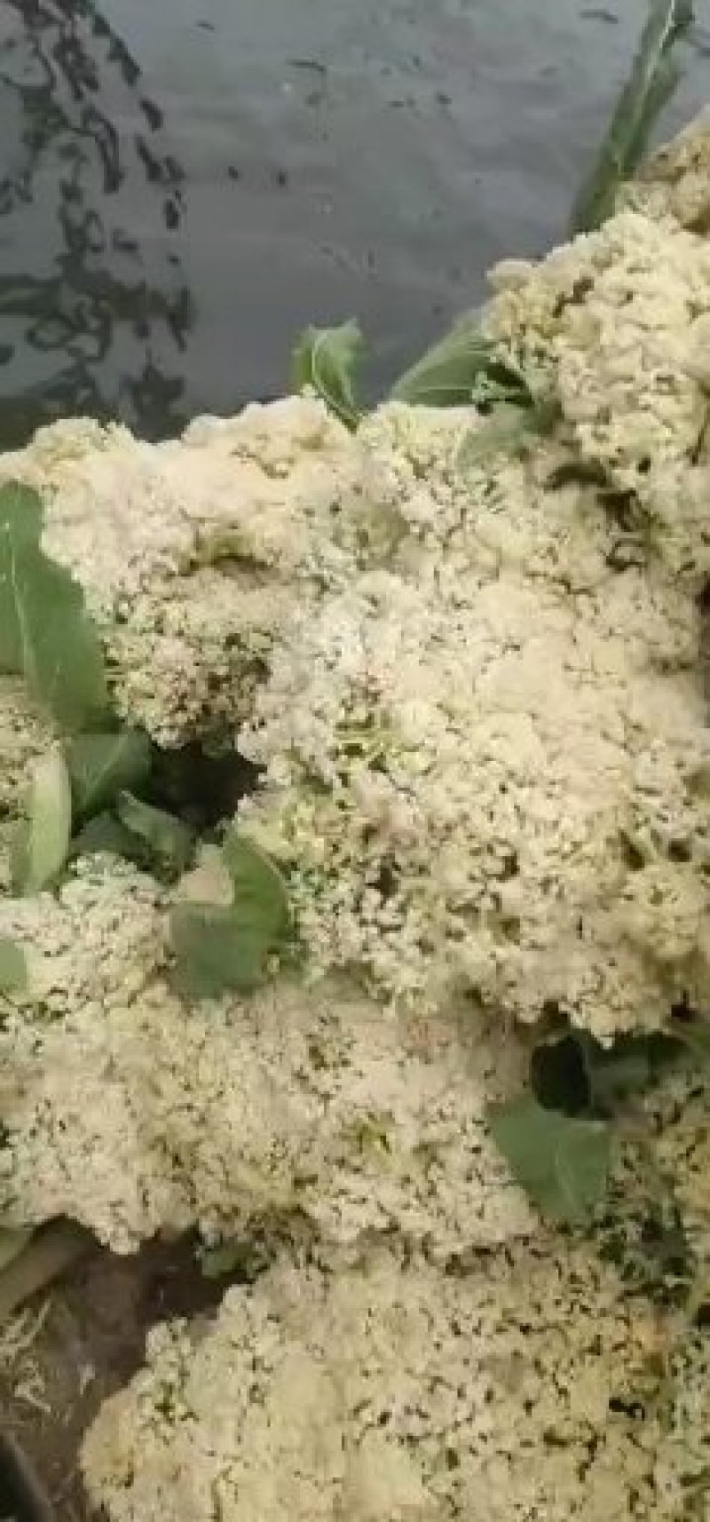 基地直供花菜