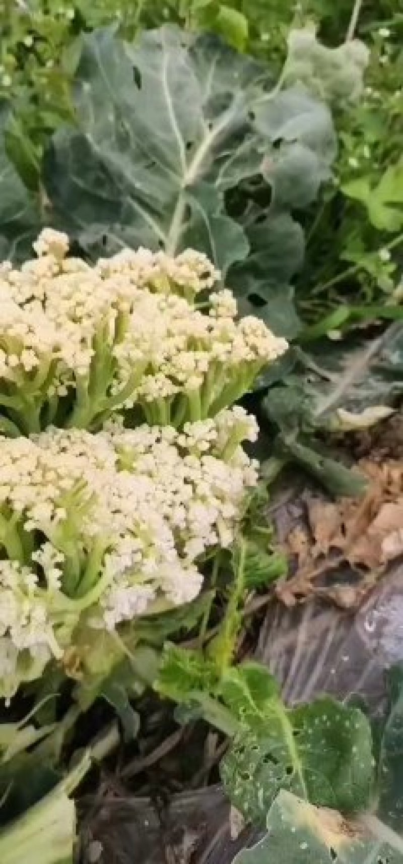 基地直供花菜
