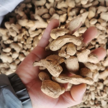 炮姜新货无硫正品香料量大从优