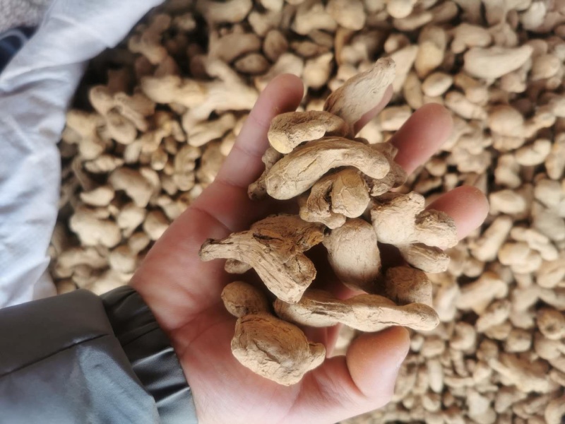 炮姜新货无硫正品香料量大从优