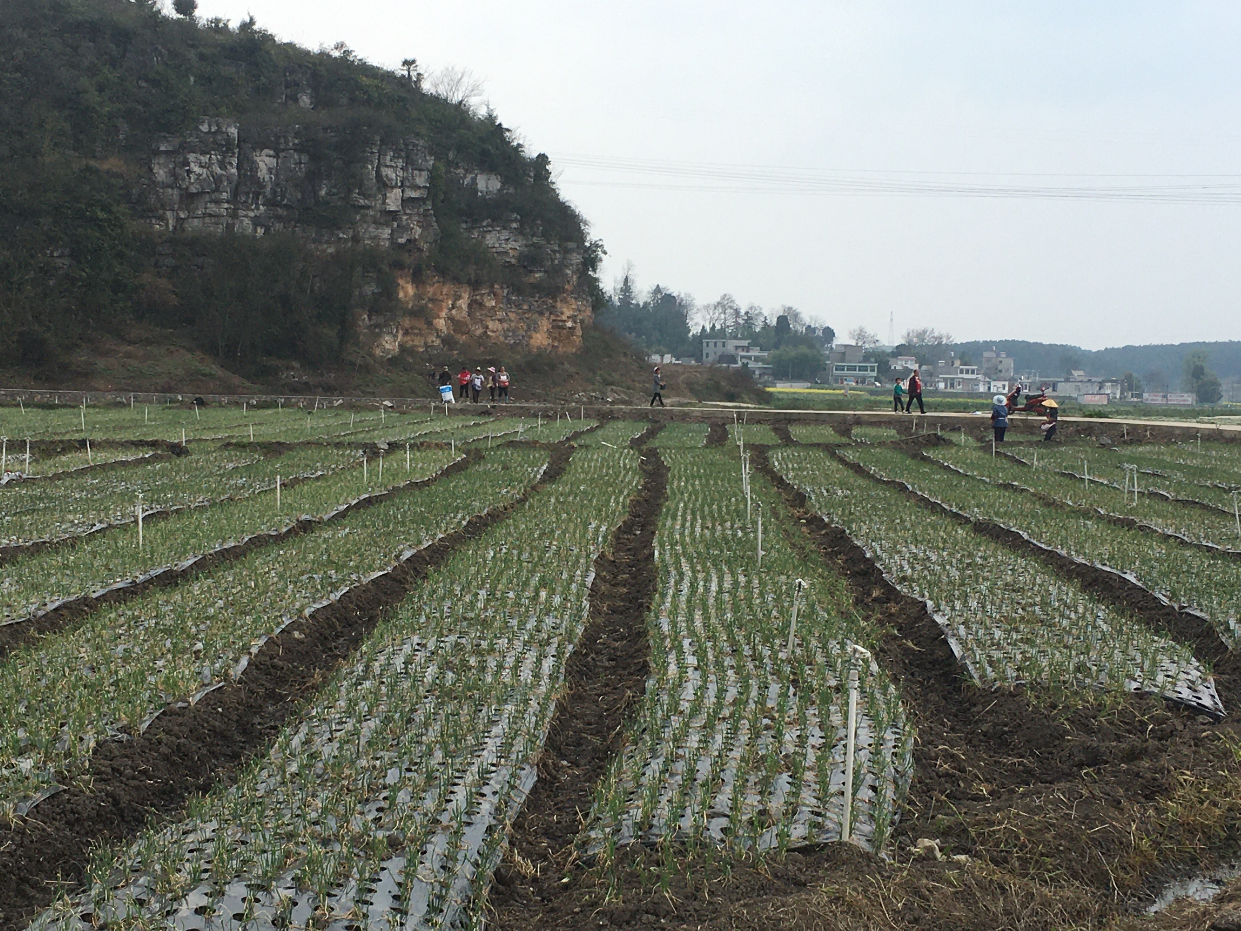 定州洋葱田间种植实景