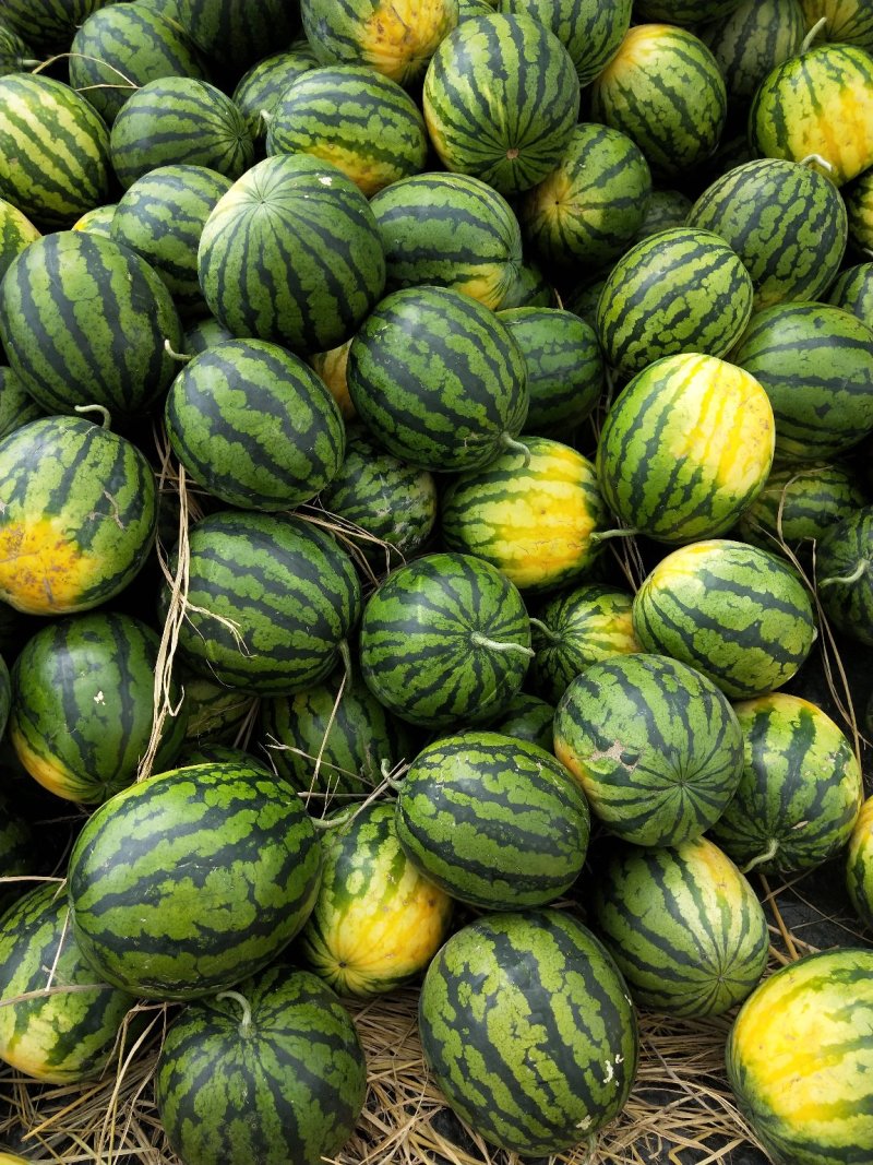 精品甜王西瓜大量上市，需要货可以联系