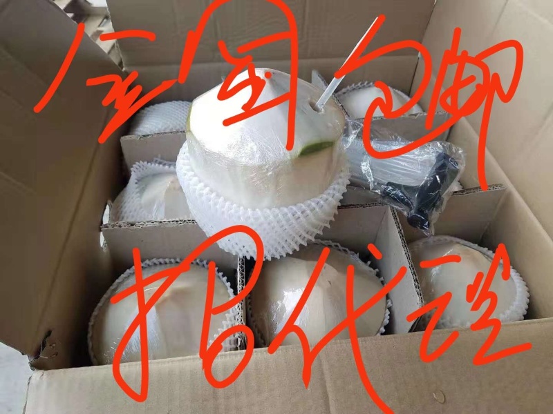 海南文昌椰青新鲜椰汁非泰国椰青支持批发代发