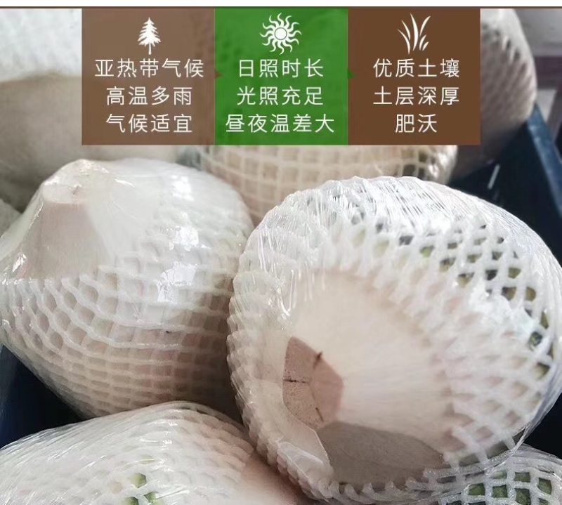 海南文昌椰青新鲜椰汁非泰国椰青支持批发代发