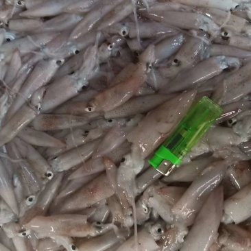 船冻鱿鱼，品质新鲜，肉厚口感脆，各个城市都有物流专线