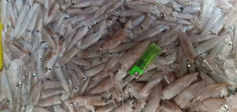 船冻鱿鱼，品质新鲜，肉厚口感脆，各个城市都有物流专线
