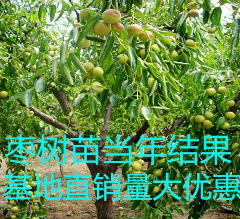 【优良品种】枣树苗金丝小枣苗冬枣苗基地直供量大价低