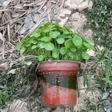 铜钱草金钱草水生植物湿地公园基地直供