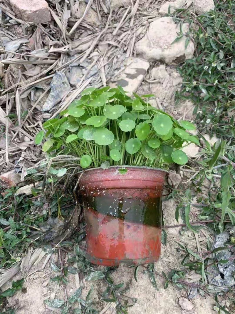 铜钱草金钱草水生植物湿地公园基地直供