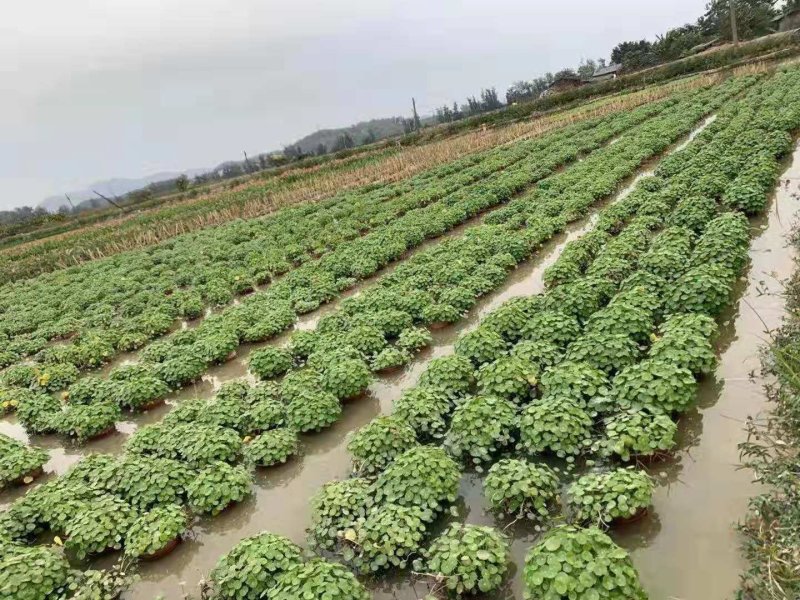 铜钱草金钱草水生植物湿地公园基地直供