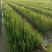 铜钱草金钱草水生植物湿地公园基地直供