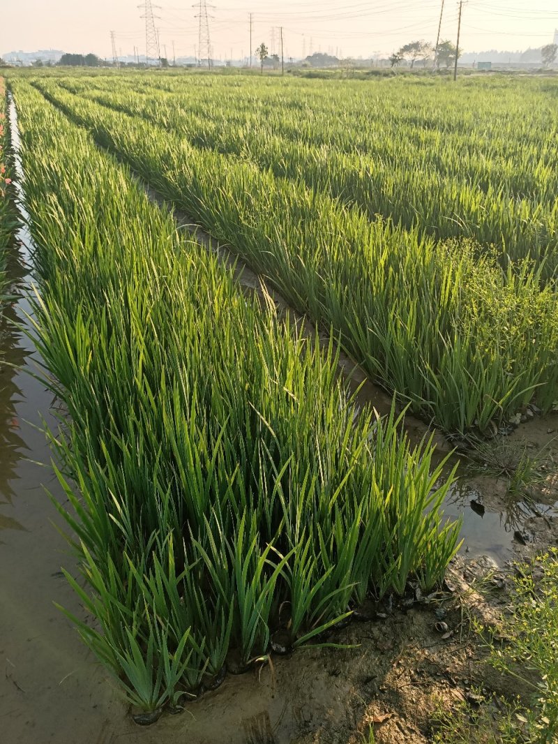 铜钱草金钱草水生植物湿地公园基地直供