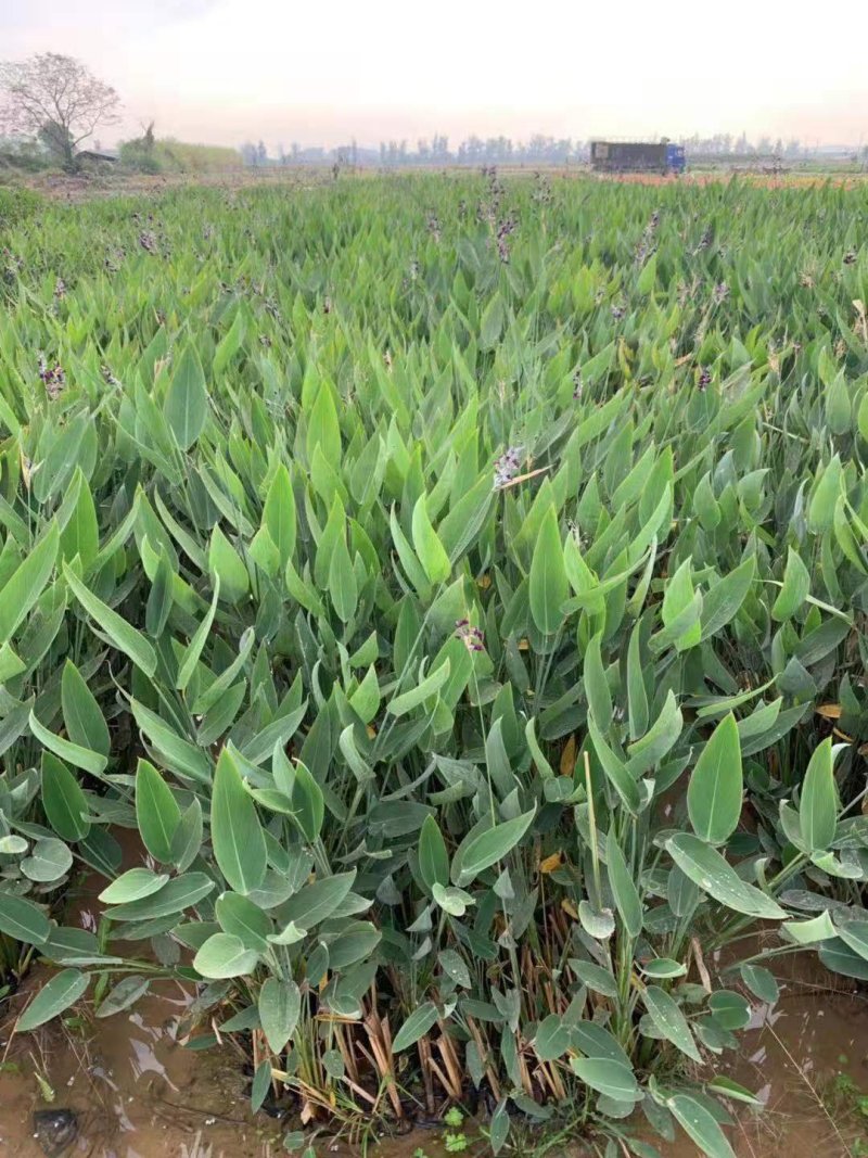 铜钱草金钱草水生植物湿地公园基地直供