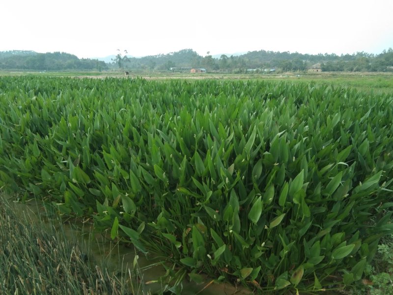 铜钱草金钱草水生植物湿地公园基地直供