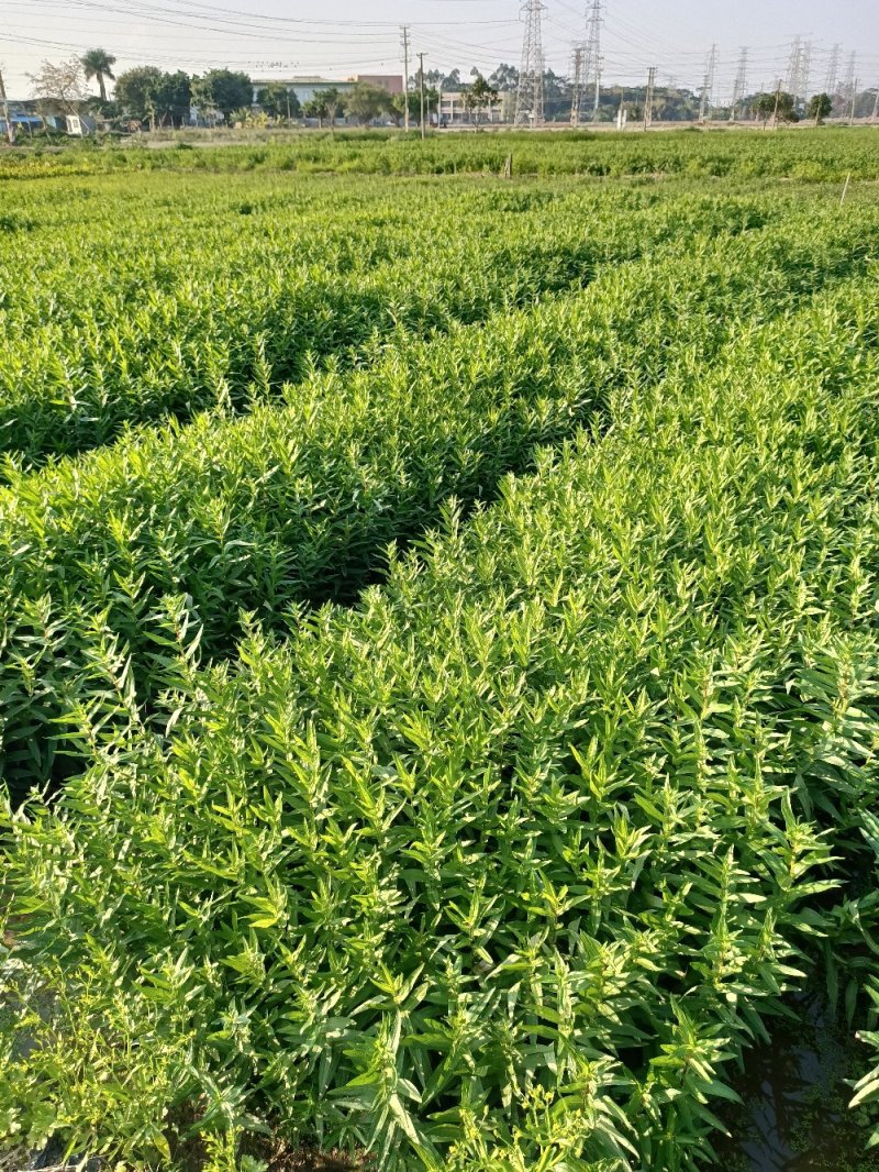 铜钱草金钱草水生植物湿地公园基地直供