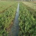 铜钱草金钱草水生植物湿地公园基地直供