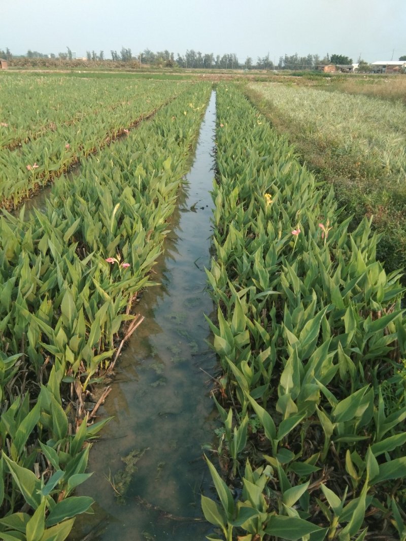 铜钱草金钱草水生植物湿地公园基地直供