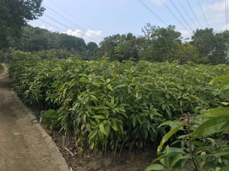 芒果苗小杯苗，嫁接四季芒果苗
