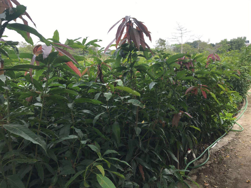 芒果苗小杯苗，嫁接四季芒果苗