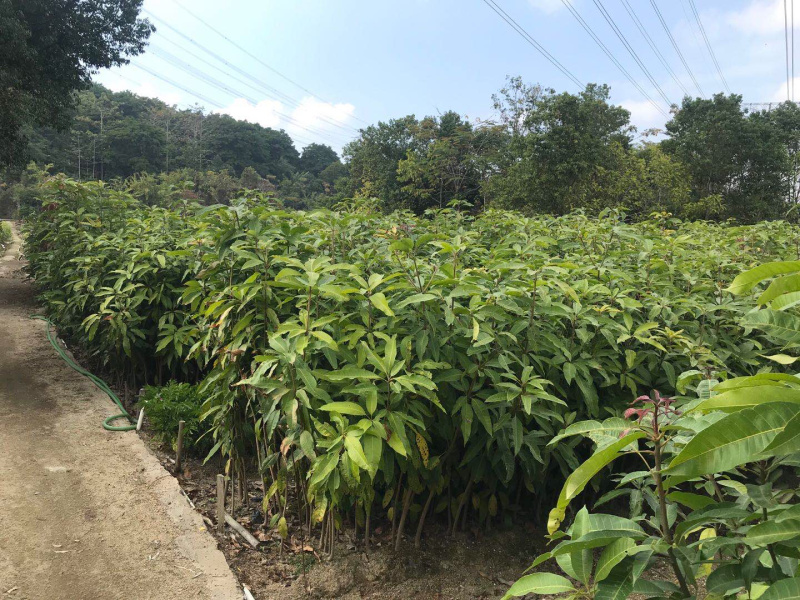 芒果苗小杯苗，嫁接四季芒果苗